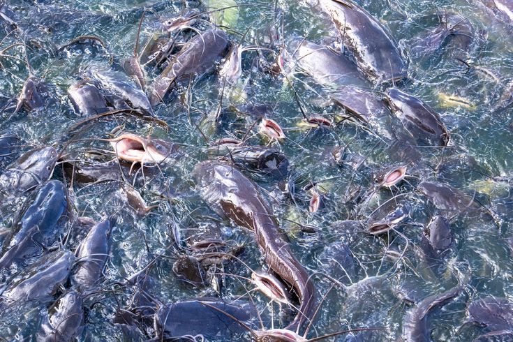 gejala lele mengalami kembung