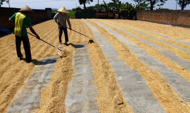 cara mengeringkan produk pertanian