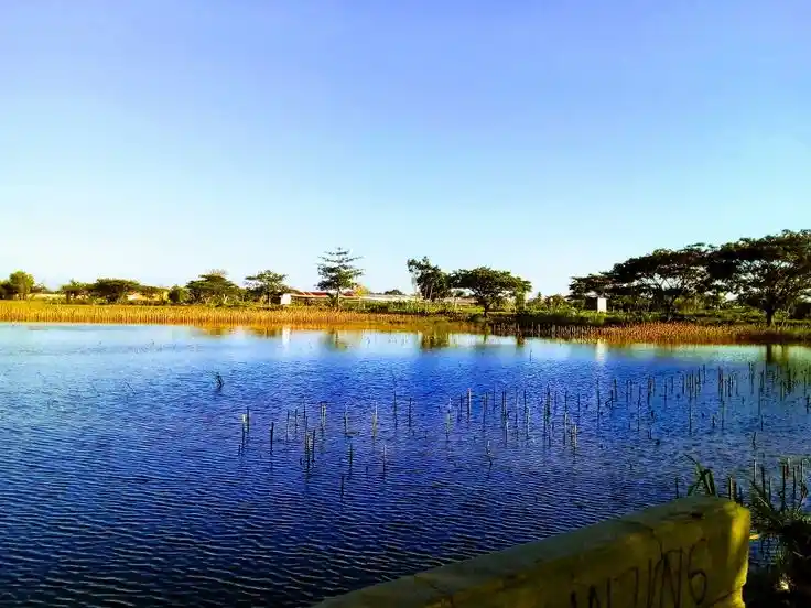 lahan tergenang air