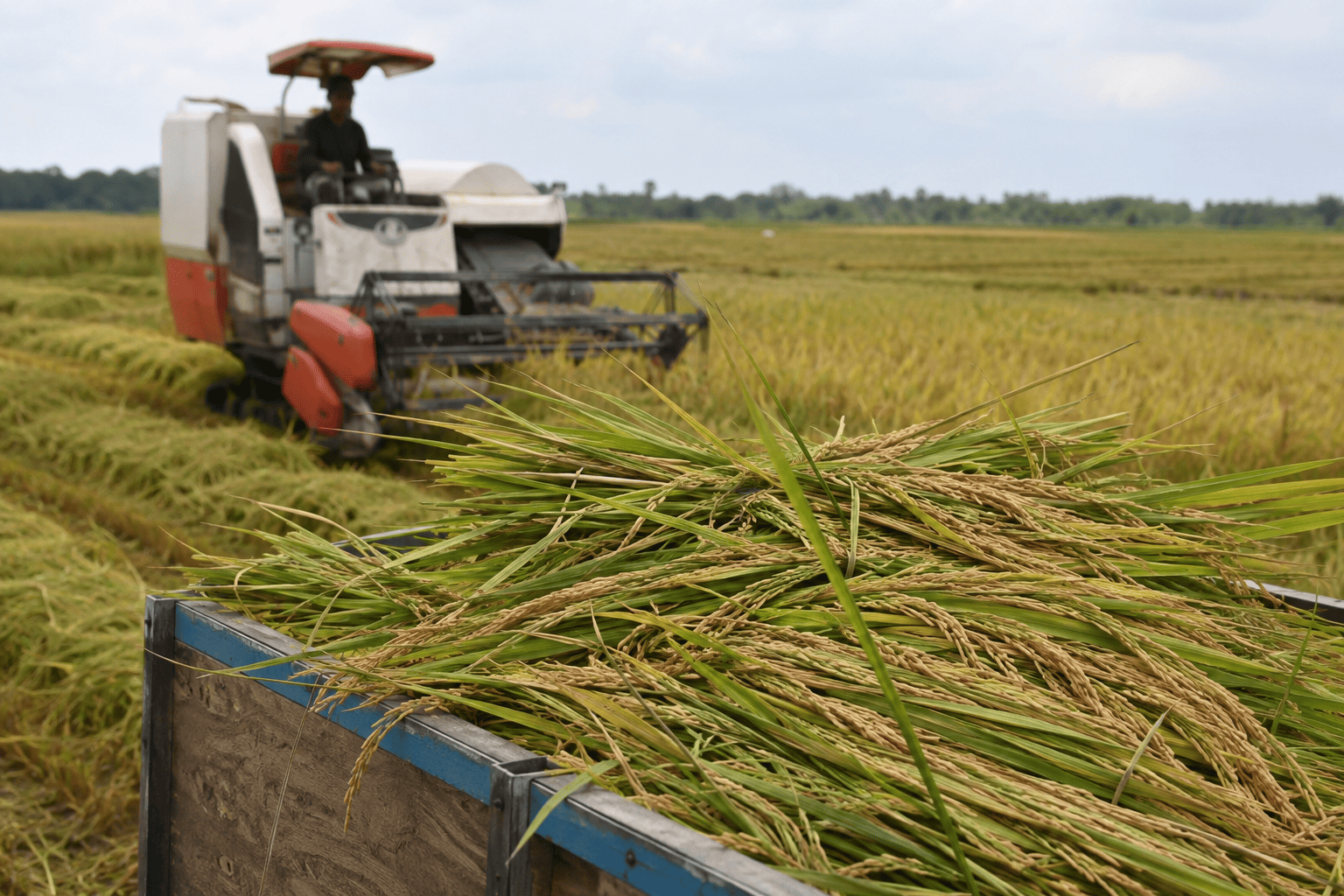 proses panen lebih efisien