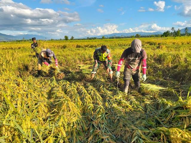 mengurangi kehilangan hasil panen